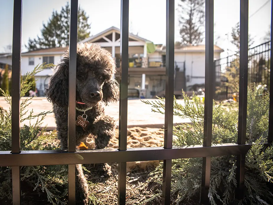 Aluminum pet fencing in Southborough Massachusetts